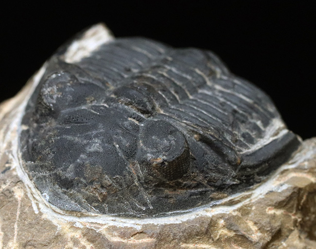 複眼保存状態良好!ファコプス目の典型的な三葉虫の一つ、メタカンティナ(Metacanthina)の上質化石(その3)
