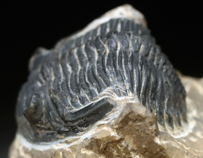 複眼保存状態良好!ファコプス目の典型的な三葉虫の一つ、メタカンティナ(Metacanthina)の上質化石(その4)