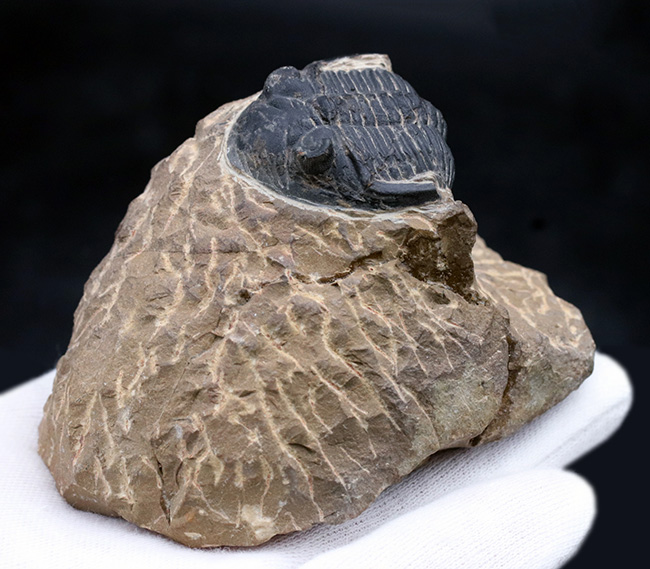 複眼保存状態良好！ファコプス目の典型的な三葉虫の一つ、メタカンティナ（Metacanthina）の上質化石（その5）