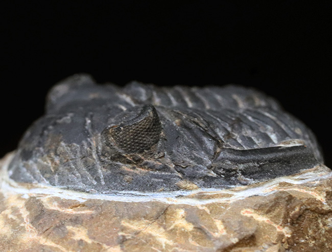 複眼保存状態良好!ファコプス目の典型的な三葉虫の一つ、メタカンティナ(Metacanthina)の上質化石(その6)