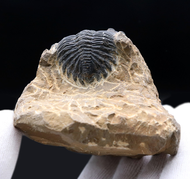 複眼保存状態良好!ファコプス目の典型的な三葉虫の一つ、メタカンティナ(Metacanthina)の上質化石(その7)