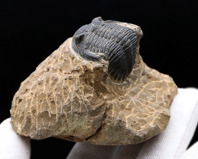 複眼保存状態良好!ファコプス目の典型的な三葉虫の一つ、メタカンティナ(Metacanthina)の上質化石(その8)