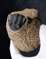 複眼保存状態良好！ファコプス目の典型的な三葉虫の一つ、メタカンティナ（Metacanthina）の上質化石