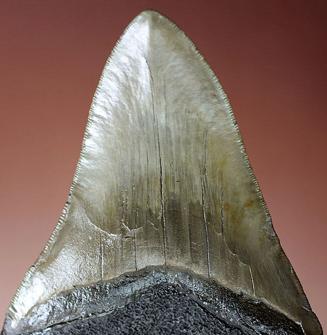 ロングカーブに沿って16.8cm、最大級のメガロドン（Carcharodon megalodon）の巨大歯化石（その1）