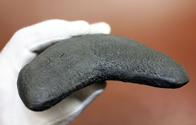 ロングカーブに沿って16.8cm、最大級のメガロドン(Carcharodon megalodon)の巨大歯化石(その10)