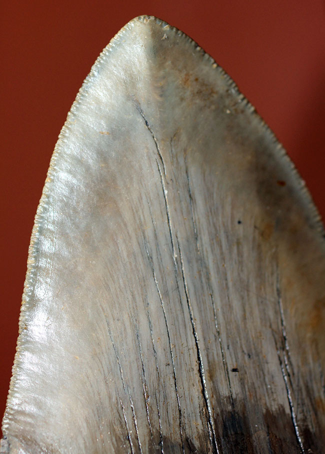 ロングカーブに沿って16.8cm、最大級のメガロドン（Carcharodon megalodon）の巨大歯化石（その12）