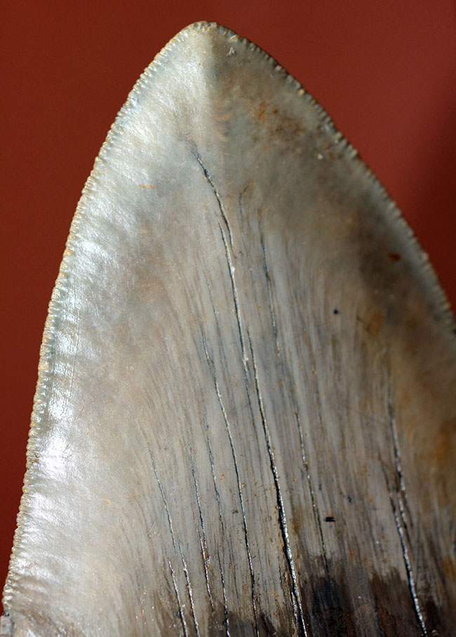ロングカーブに沿って16.8cm、最大級のメガロドン(Carcharodon megalodon)の巨大歯化石(その12)
