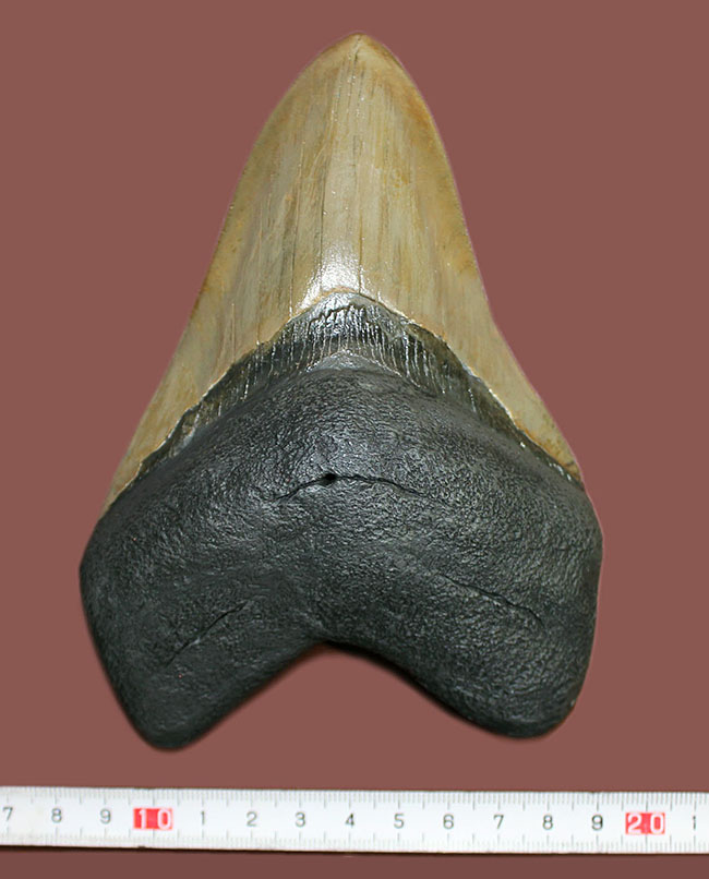 ロングカーブに沿って16.8cm、最大級のメガロドン(Carcharodon megalodon)の巨大歯化石(その14)