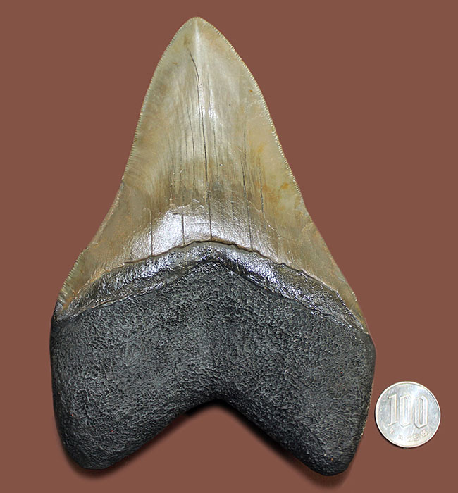 ロングカーブに沿って16.8cm、最大級のメガロドン（Carcharodon megalodon）の巨大歯化石（その15）