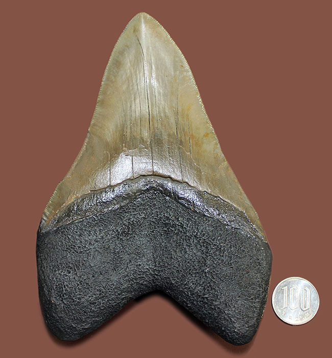 ロングカーブに沿って16.8cm、最大級のメガロドン(Carcharodon megalodon)の巨大歯化石(その15)