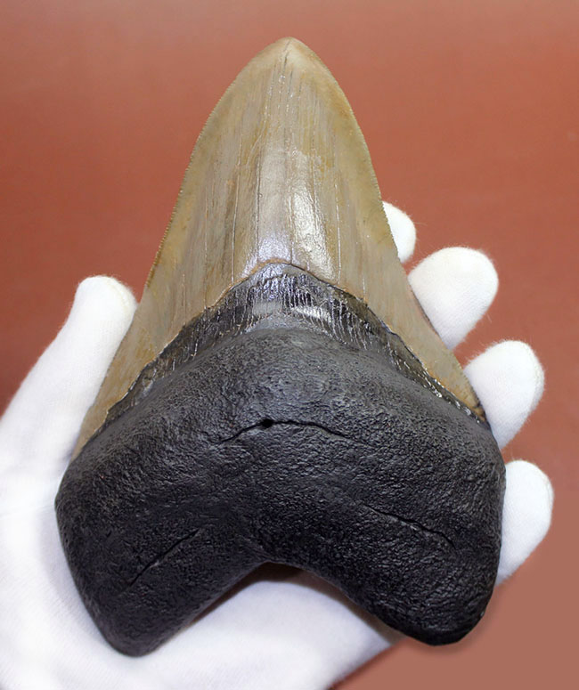 ロングカーブに沿って16.8cm、最大級のメガロドン(Carcharodon megalodon)の巨大歯化石(その2)