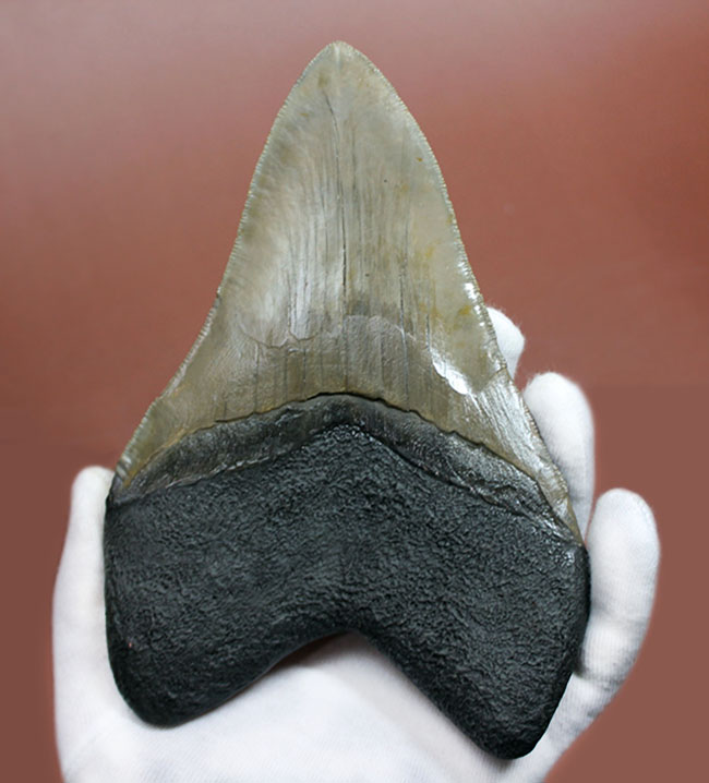 ロングカーブに沿って16.8cm、最大級のメガロドン（Carcharodon megalodon）の巨大歯化石（その3）