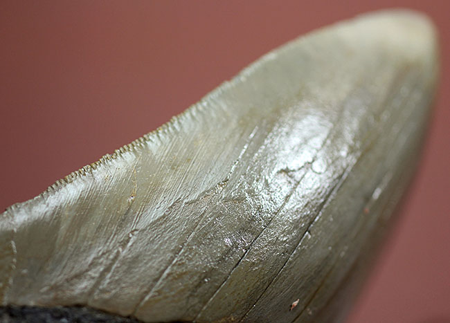ロングカーブに沿って16.8cm、最大級のメガロドン(Carcharodon megalodon)の巨大歯化石(その4)