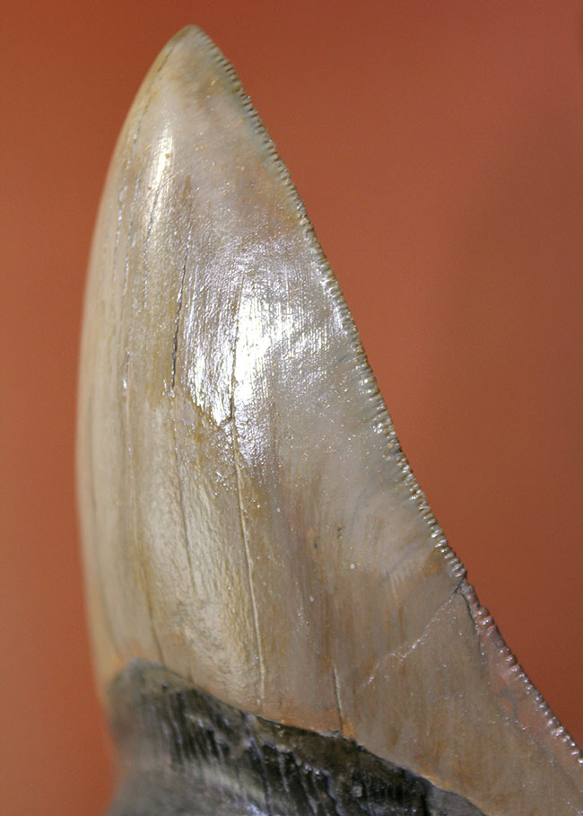 ロングカーブに沿って16.8cm、最大級のメガロドン(Carcharodon megalodon)の巨大歯化石(その6)