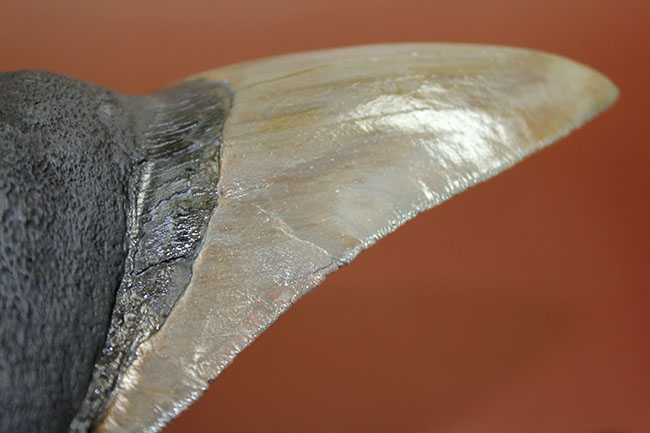 ロングカーブに沿って16.8cm、最大級のメガロドン(Carcharodon megalodon)の巨大歯化石(その7)