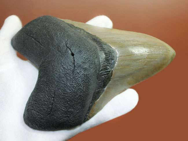 ロングカーブに沿って16.8cm、最大級のメガロドン(Carcharodon megalodon)の巨大歯化石(その8)