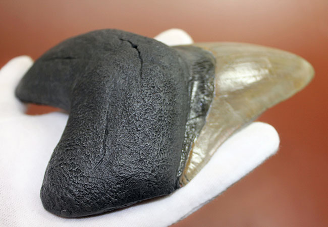 ロングカーブに沿って16.8cm、最大級のメガロドン(Carcharodon megalodon)の巨大歯化石(その9)