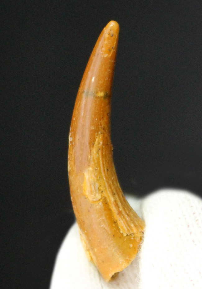 歯の表面を覆うエナメル質の保存状態良好!白亜紀の翼竜、コロボリンクス(Coloborhynchus moroccensis)の上質な歯化石(その1)