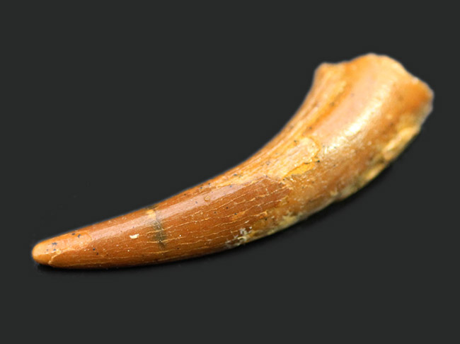 歯の表面を覆うエナメル質の保存状態良好!白亜紀の翼竜、コロボリンクス(Coloborhynchus moroccensis)の上質な歯化石(その2)