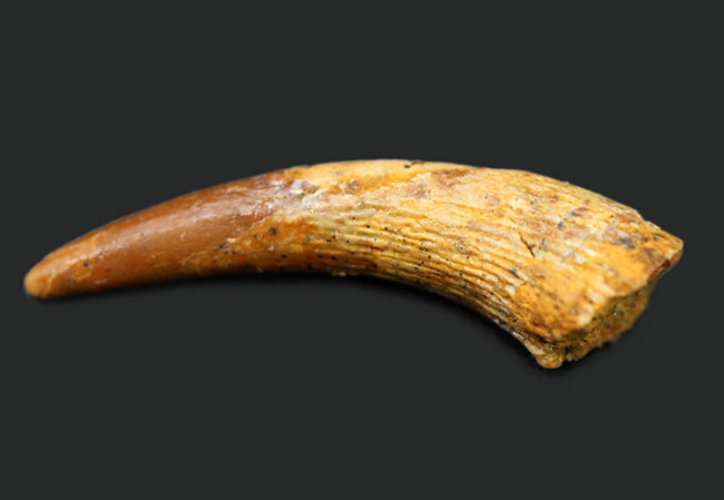 歯の表面を覆うエナメル質の保存状態良好!白亜紀の翼竜、コロボリンクス(Coloborhynchus moroccensis)の上質な歯化石(その3)