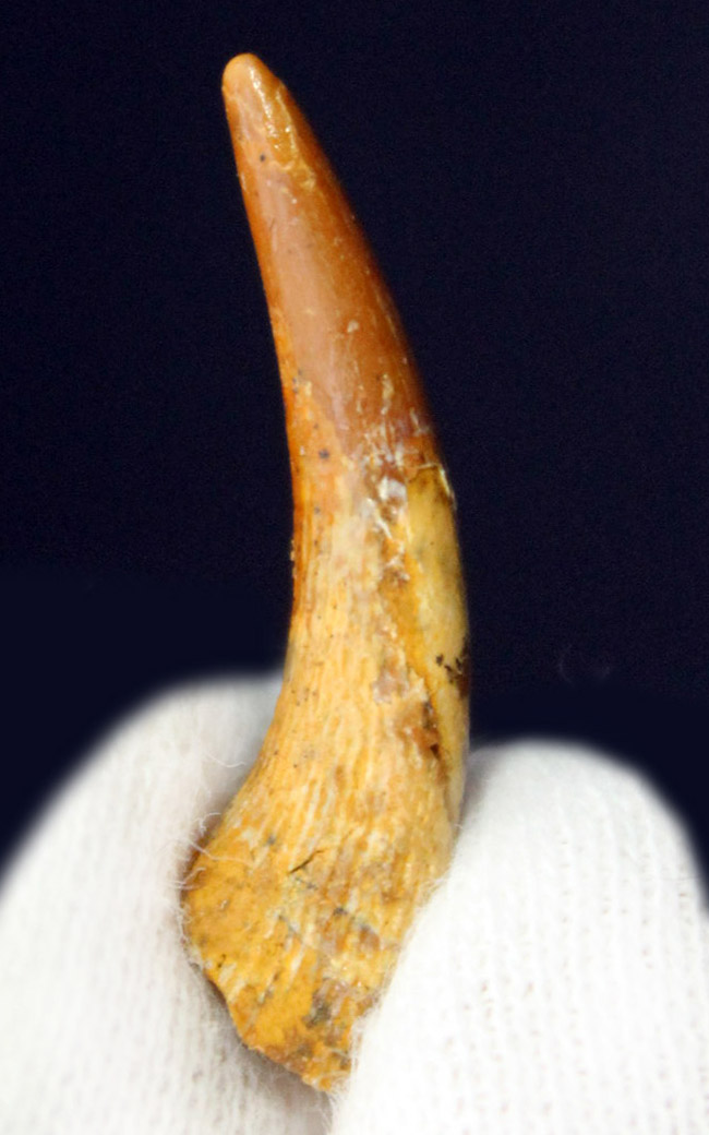 歯の表面を覆うエナメル質の保存状態良好!白亜紀の翼竜、コロボリンクス(Coloborhynchus moroccensis)の上質な歯化石(その4)
