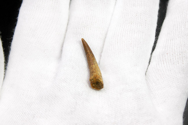 歯の表面を覆うエナメル質の保存状態良好!白亜紀の翼竜、コロボリンクス(Coloborhynchus moroccensis)の上質な歯化石(その6)