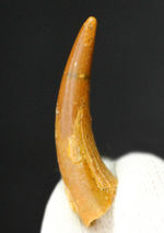 歯の表面を覆うエナメル質の保存状態良好！白亜紀の翼竜、コロボリンクス（Coloborhynchus moroccensis）の上質な歯化石
