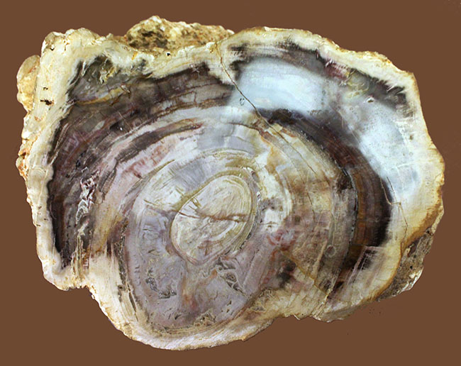 こんなの見たことない、堂々の10キロオーバー!ブラジル産珪化木(petrified wood)の団塊。(その2)