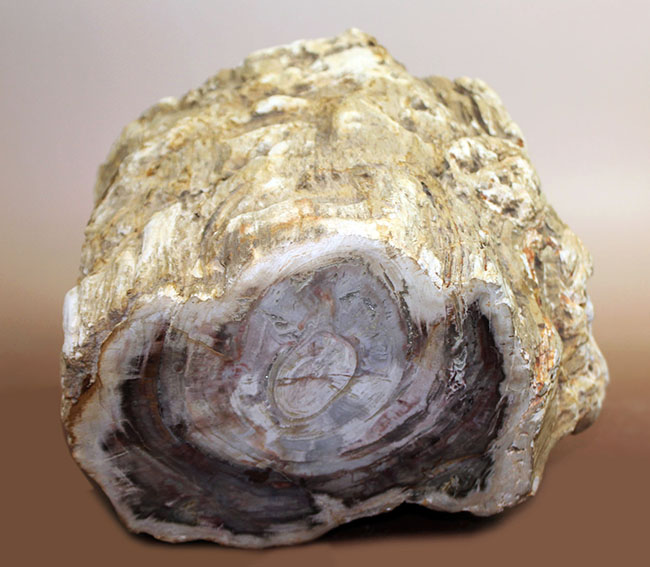 こんなの見たことない、堂々の10キロオーバー!ブラジル産珪化木(petrified wood)の団塊。(その3)