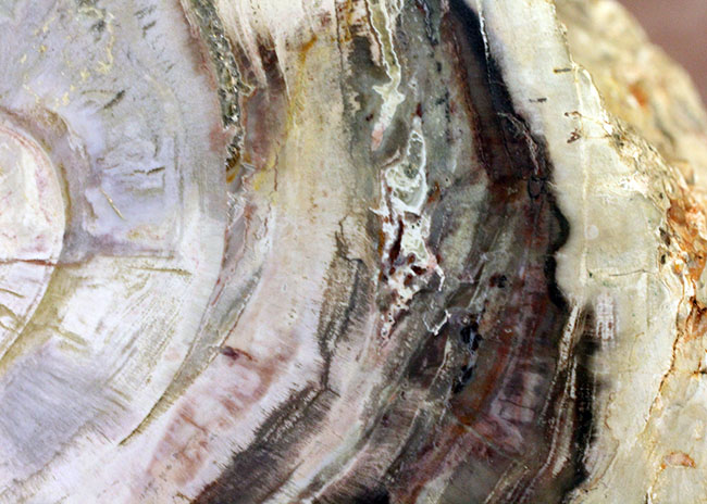 こんなの見たことない、堂々の10キロオーバー!ブラジル産珪化木(petrified wood)の団塊。(その4)
