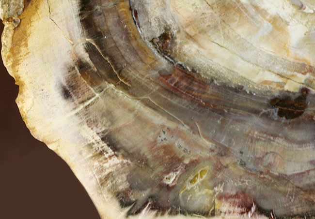 こんなの見たことない、堂々の10キロオーバー！ブラジル産珪化木