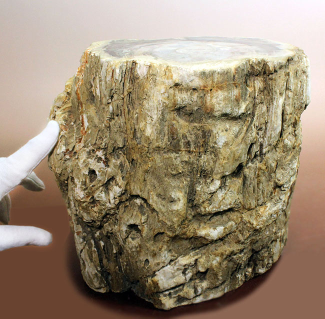 こんなの見たことない、堂々の10キロオーバー!ブラジル産珪化木(petrified wood)の団塊。(その6)