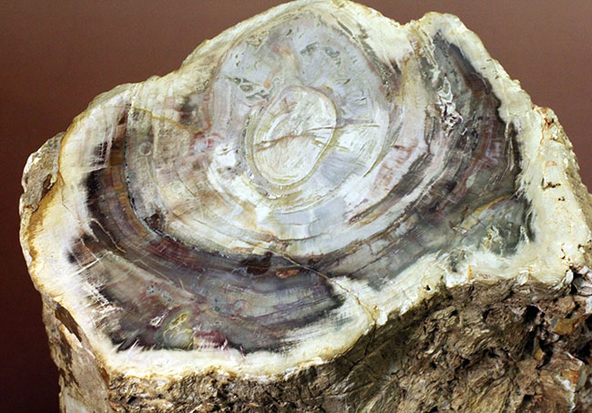 こんなの見たことない、堂々の１０キロオーバー！ブラジル産珪化木（petrified wood）の団塊。（その7）