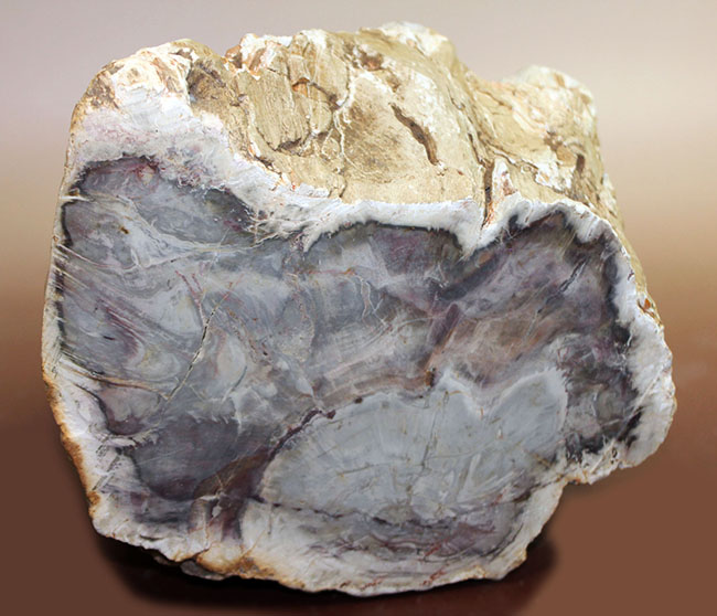 こんなの見たことない、堂々の１０キロオーバー！ブラジル産珪化木（petrified wood）の団塊。（その8）