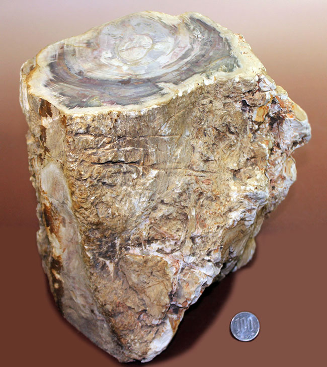 こんなの見たことない、堂々の10キロオーバー!ブラジル産珪化木(petrified wood)の団塊。(その9)