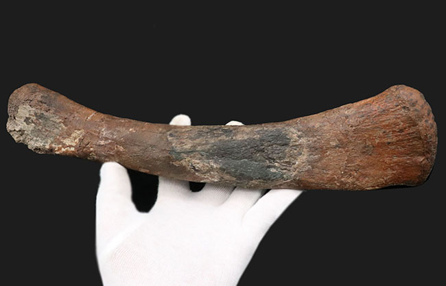 ベリーレア！鳥脚類恐竜、ランベオサウルス（Lambeosaurus）の腕の骨