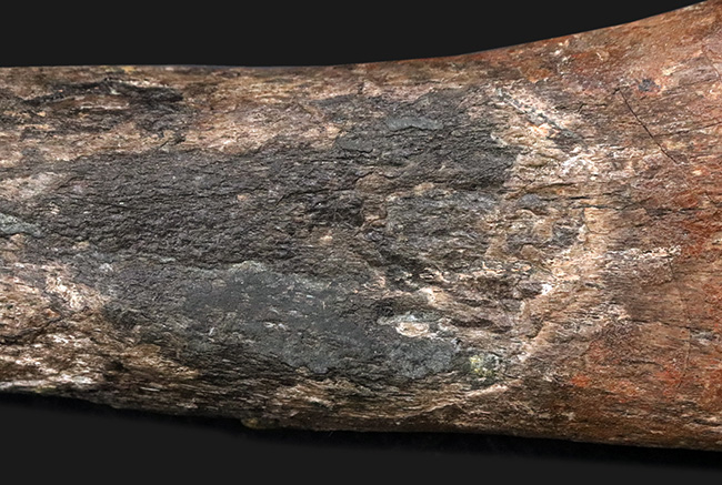 ベリーレア！鳥脚類恐竜、ランベオサウルス（Lambeosaurus）の腕の骨化石（その7）