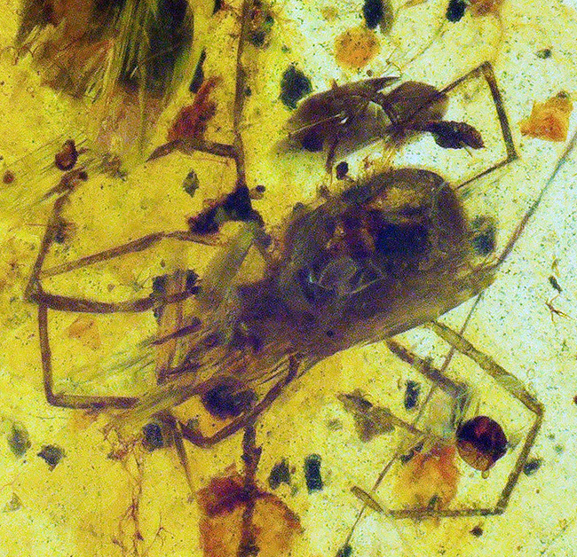 正直、情報量が多すぎる……白亜紀の森が一気に流れ込んだ、異常な密度を持つバーマイト（Burmite）（その1）