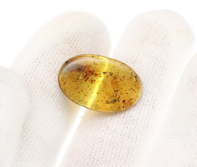 正直、情報量が多すぎる……白亜紀の森が一気に流れ込んだ、異常な密度を持つバーマイト（Burmite）（その10）