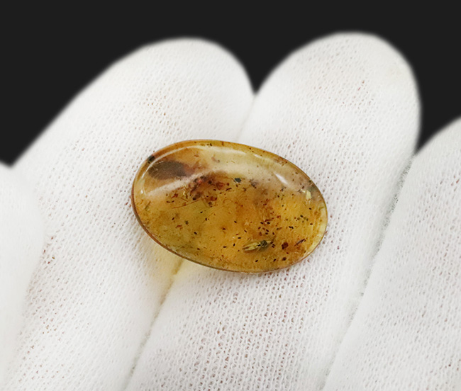 正直、情報量が多すぎる……白亜紀の森が一気に流れ込んだ、異常な密度を持つバーマイト（Burmite）（その11）