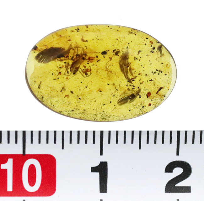 正直、情報量が多すぎる……白亜紀の森が一気に流れ込んだ、異常な密度を持つバーマイト（Burmite）（その12）