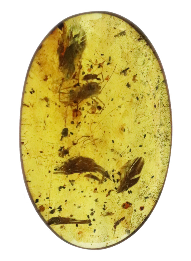 正直、情報量が多すぎる……白亜紀の森が一気に流れ込んだ、異常な密度を持つバーマイト（Burmite）（その2）