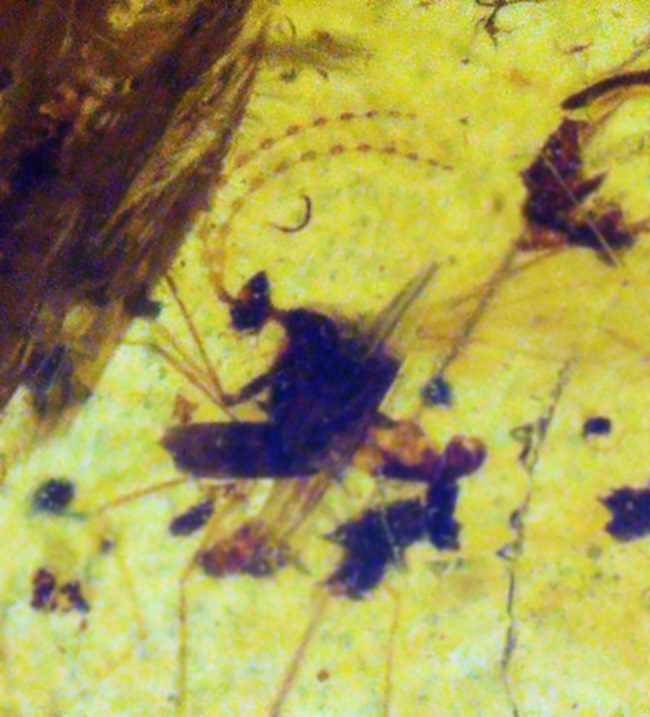 正直、情報量が多すぎる……白亜紀の森が一気に流れ込んだ、異常な密度を持つバーマイト（Burmite）（その3）