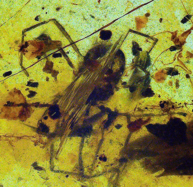 正直、情報量が多すぎる……白亜紀の森が一気に流れ込んだ、異常な密度を持つバーマイト（Burmite）（その4）