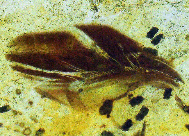 正直、情報量が多すぎる……白亜紀の森が一気に流れ込んだ、異常な密度を持つバーマイト（Burmite）（その6）