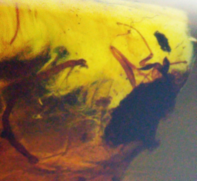 正直、情報量が多すぎる……白亜紀の森が一気に流れ込んだ、異常な密度を持つバーマイト（Burmite）（その8）