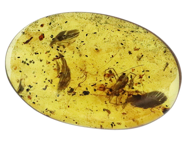 正直、情報量が多すぎる……白亜紀の森が一気に流れ込んだ、異常な密度を持つバーマイト（Burmite）（その9）