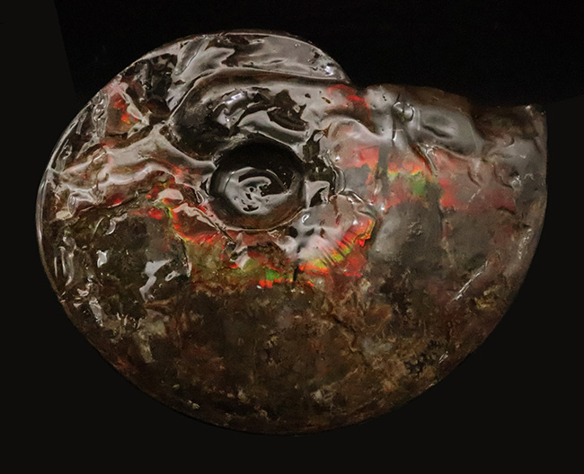 極めて希少な「完全体ホールタイプ」……らせん構造と炎色が溶け合う、宝石アンモナイトの最高峰「アンモライト」……艶麗なるナチュラルアート（その1）