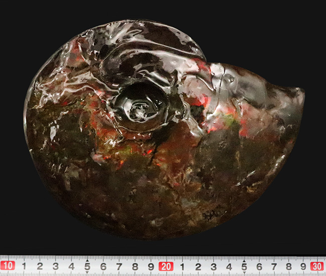 極めて希少な「完全体ホールタイプ」……らせん構造と炎色が溶け合う、宝石アンモナイトの最高峰「アンモライト」……艶麗なるナチュラルアート（その10）