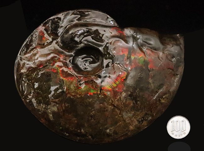 極めて希少な「完全体ホールタイプ」……らせん構造と炎色が溶け合う、宝石アンモナイトの最高峰「アンモライト」……艶麗なるナチュラルアート（その11）